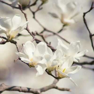 Magnolia doltsopa - sadzonki