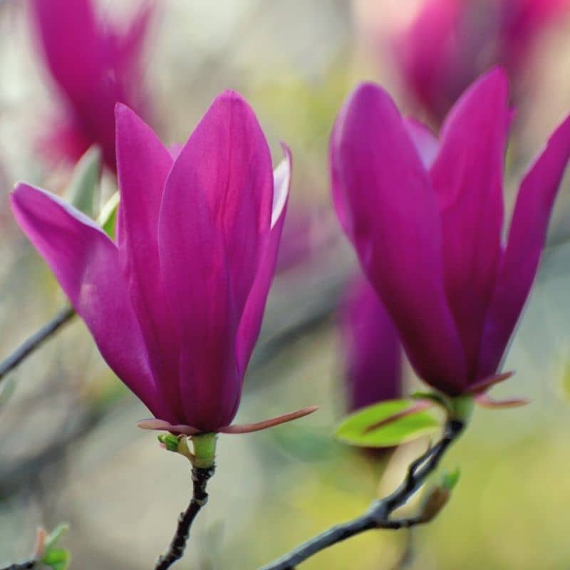 Magnolia nigra - sadzonki